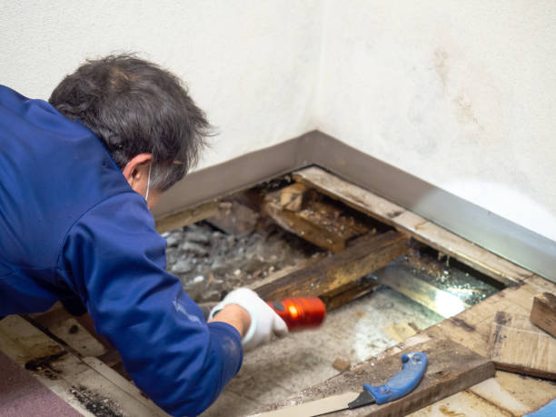 Best Mold Removal Company Near Me  in Sherrelwood, CO