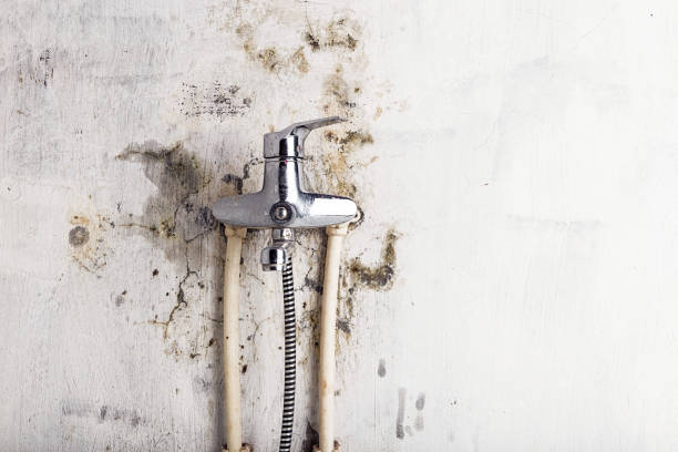 Best Office Mold Removal Services  in Sherrelwood, CO