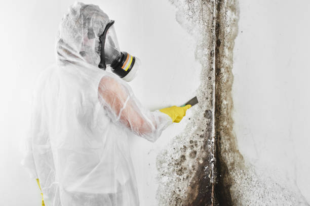 Best Emergency Mold Removal  in Sherrelwood, CO