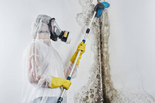 Office Mold Removal Services in Sherrelwood, CO