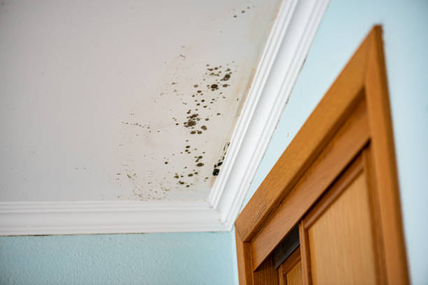 Best Mold Testing  in Sherrelwood, CO