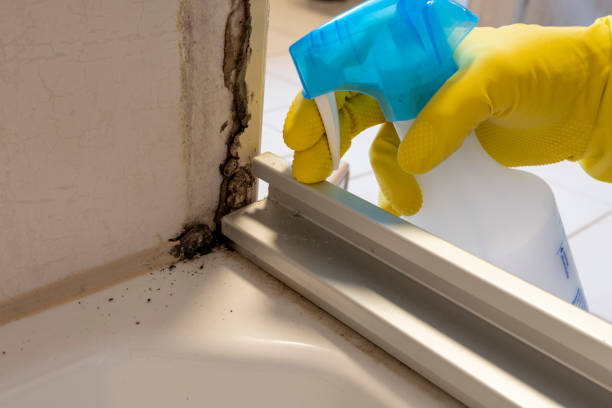 Best Professional Mold Removal  in Sherrelwood, CO