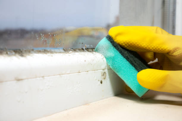 Attic Mold Removal in Sherrelwood, CO
