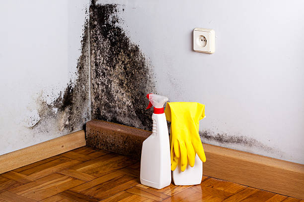 Best Residential Mold Removal  in Sherrelwood, CO