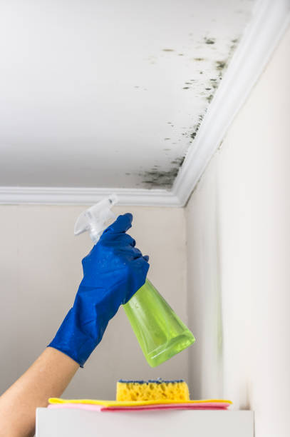 Best Home Mold Removal  in Sherrelwood, CO